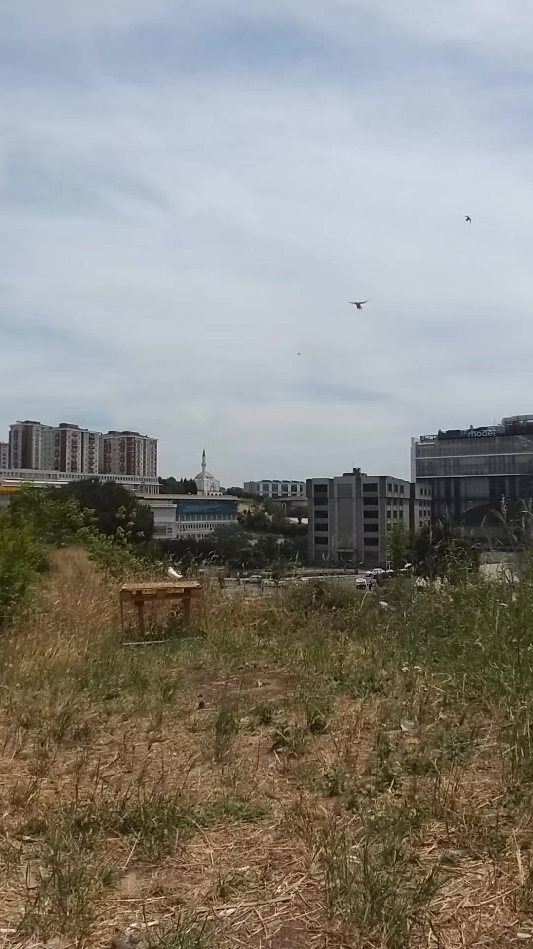 @Konyalı