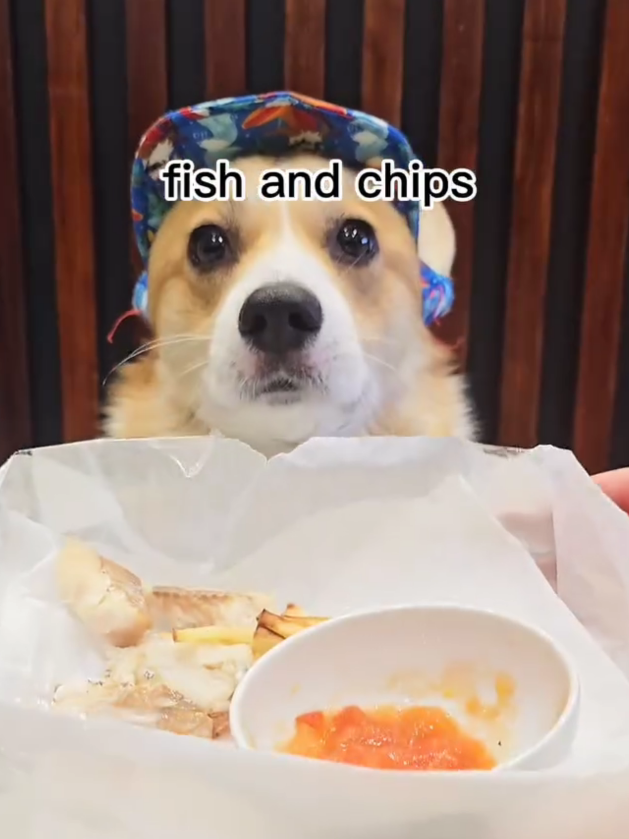 @Pocky the Corgi ๐ถ