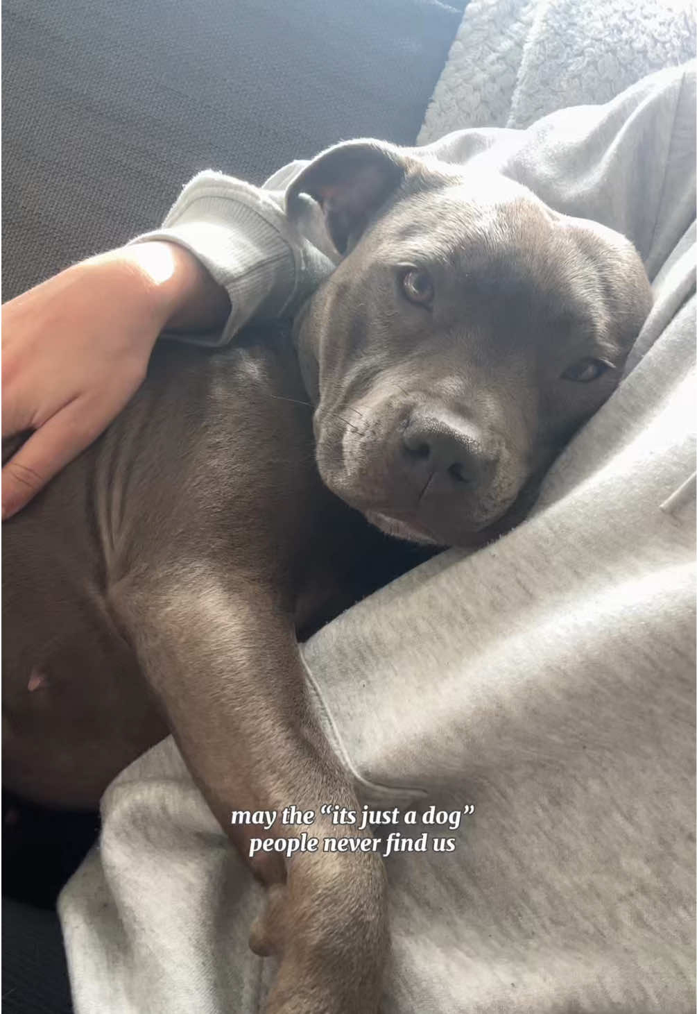 @Myla.thebluestaffy🤍
