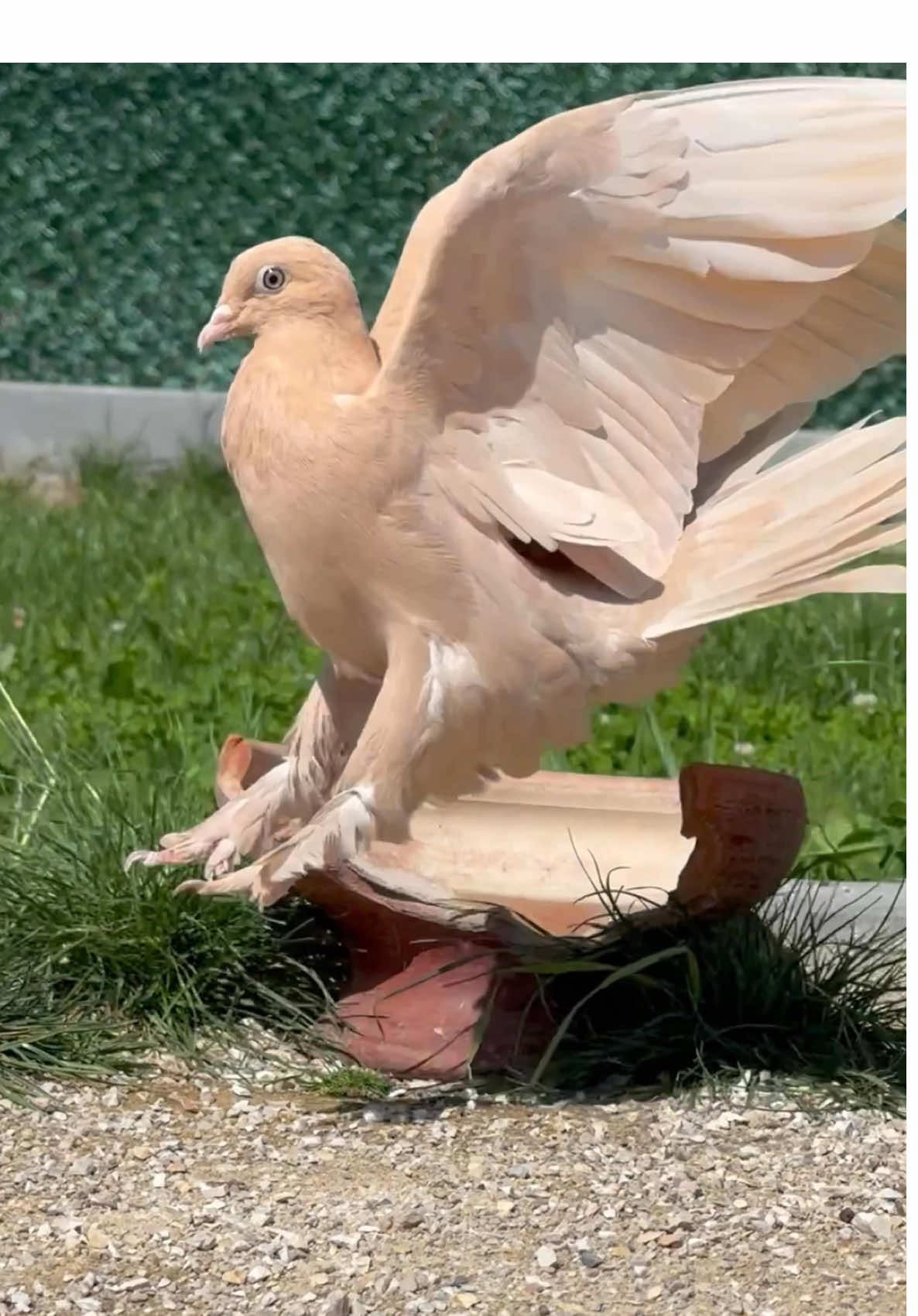 @burak.KUZOLUK [ Kuşlar Vadisi