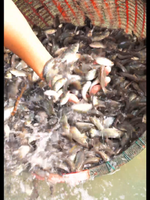 @Trại Cá Giống Quang Lâm