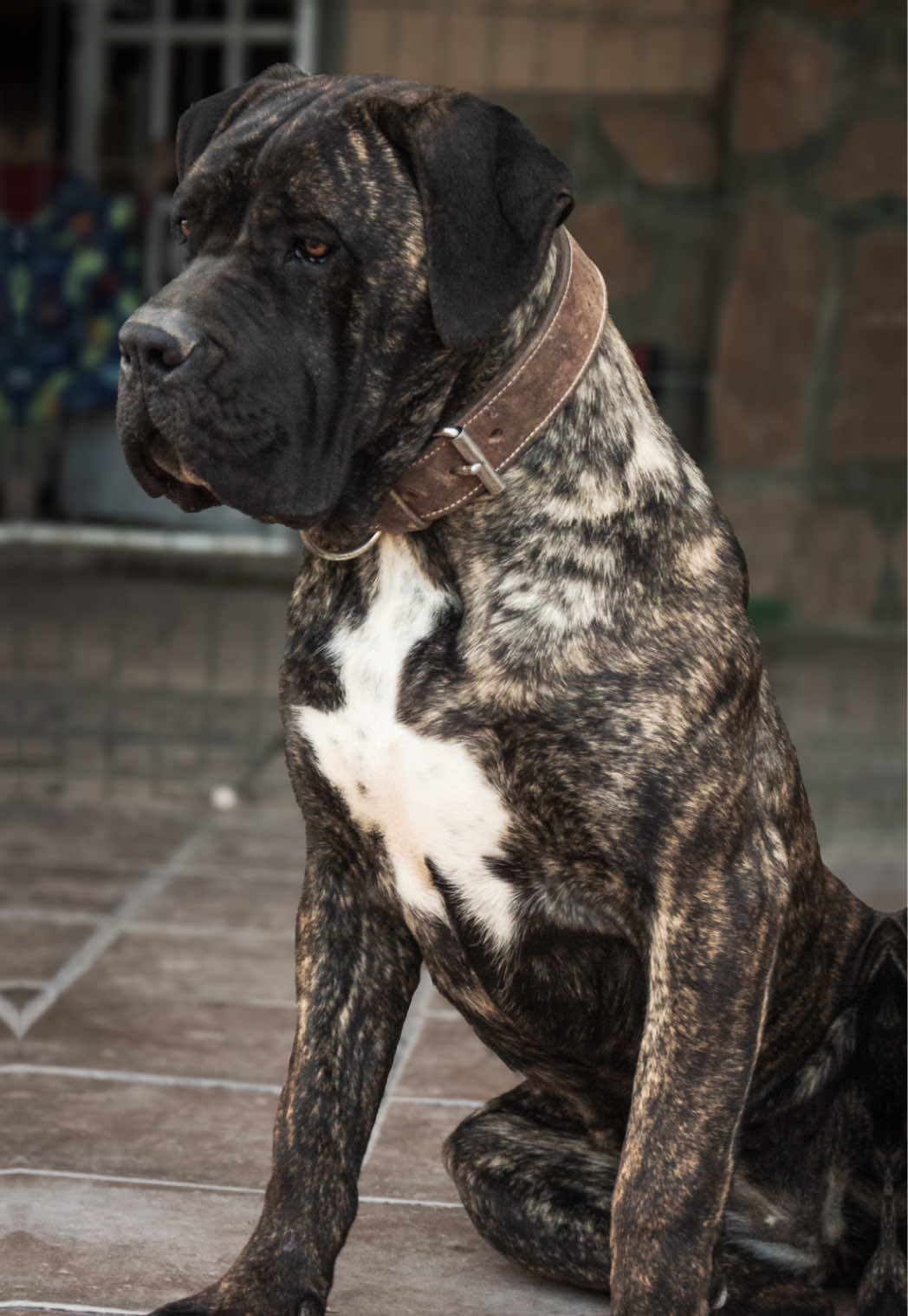 @Cane&ensp;Corso&ensp;Domus&ensp;Targaryen
