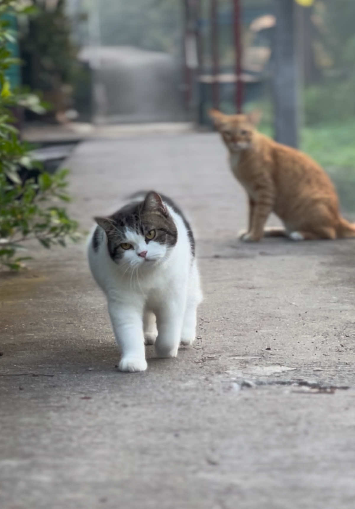 @บ้านผมมีแมวสามตัว😸