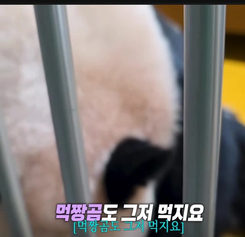 @K-PANDA kim
