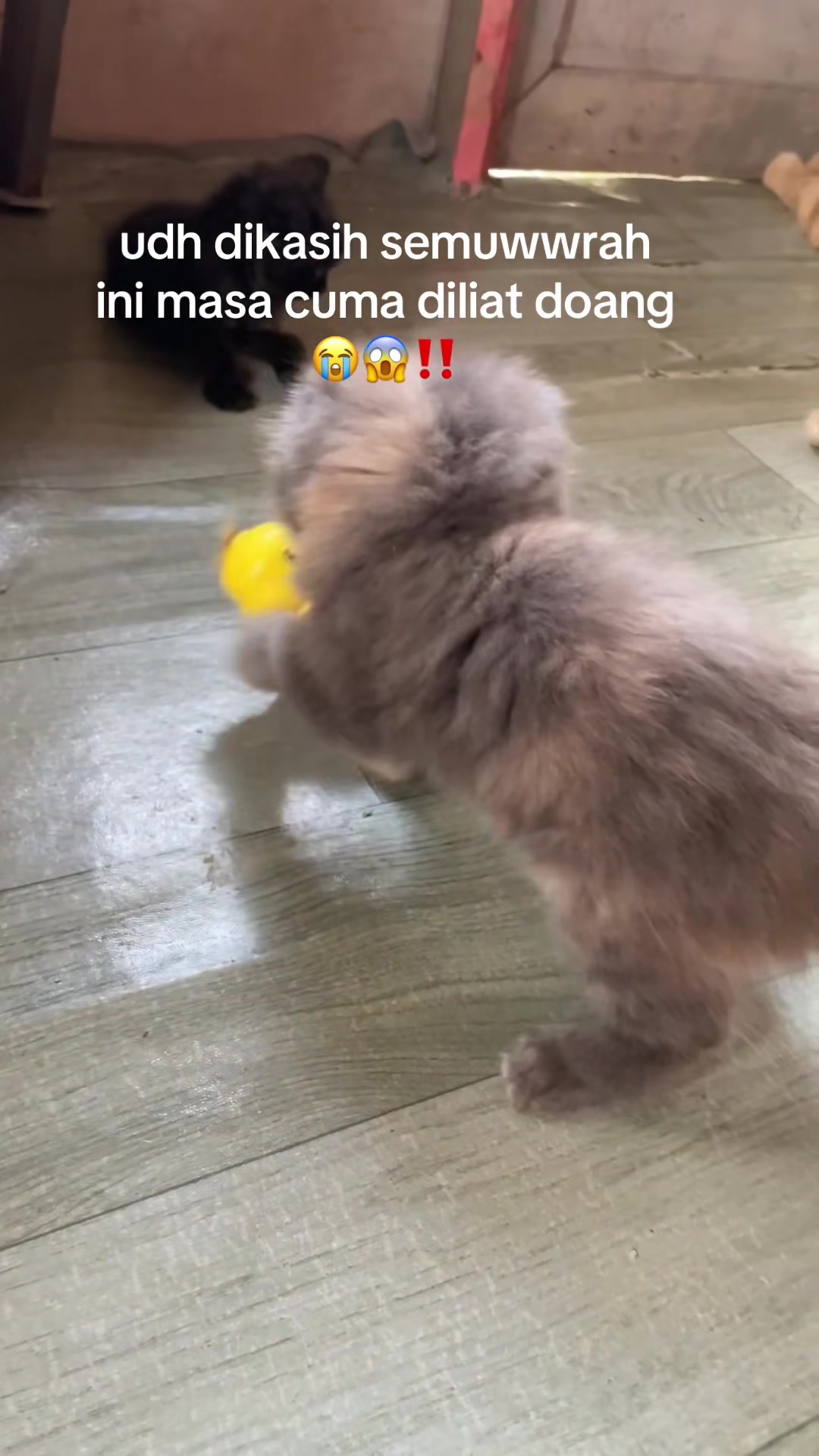 @Kucingmeongmeong