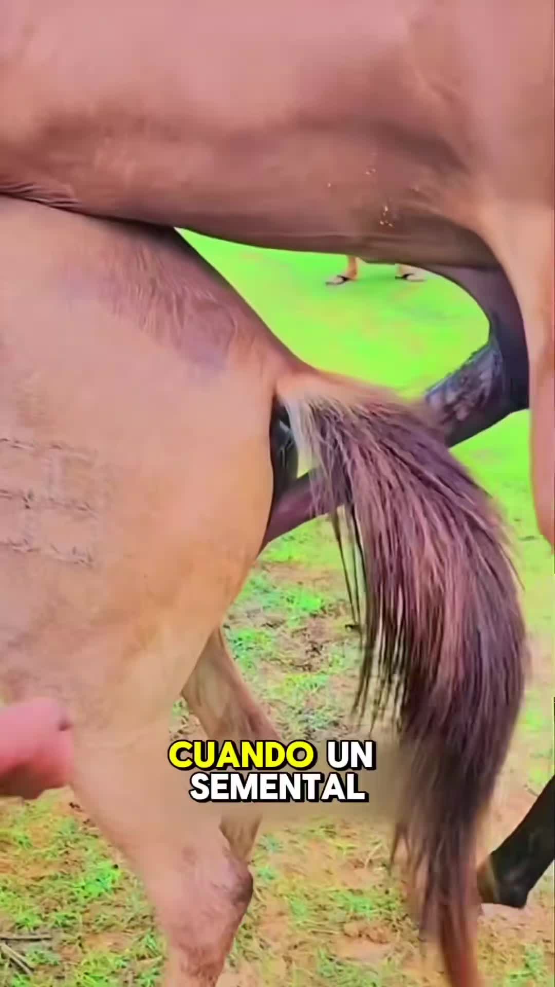 @mirelatapeta71yk