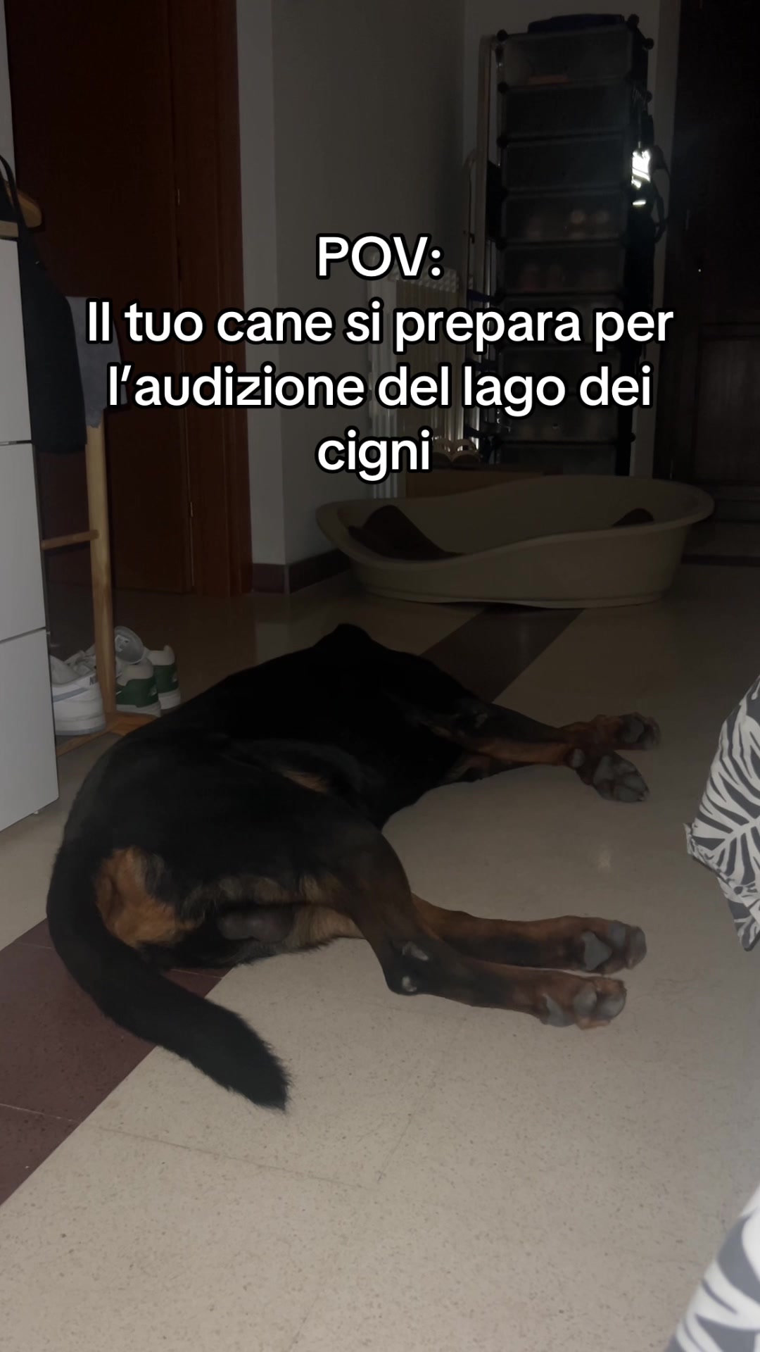 @Tutti pazzi per Ciro il rott
