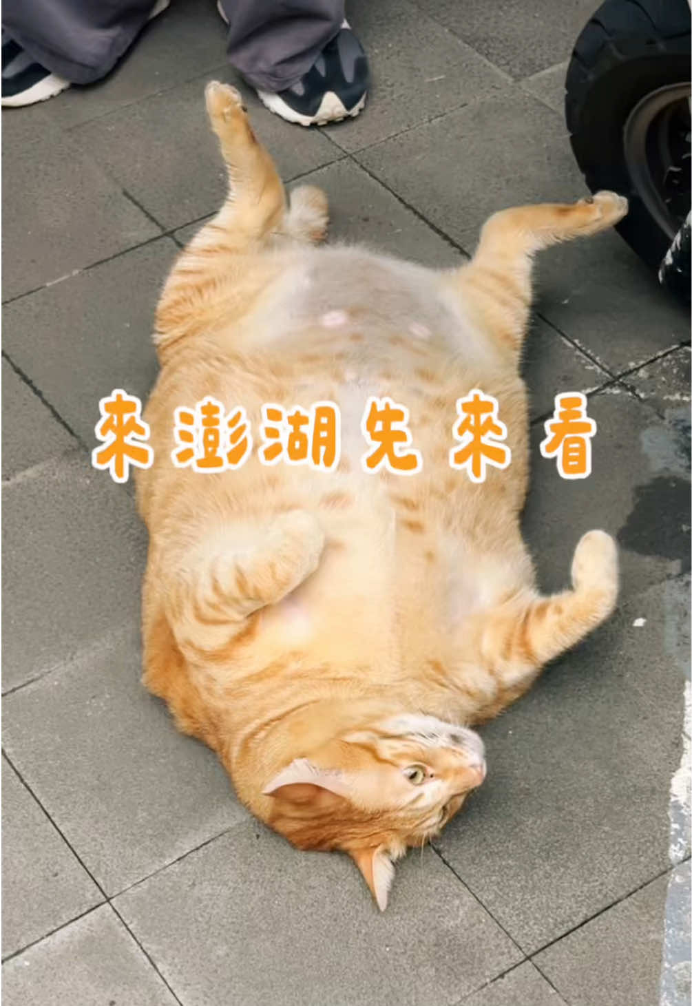 @𝗝𝗼𝗿𝗱𝗮𝗻の吃貨日記 全台跑透透✨