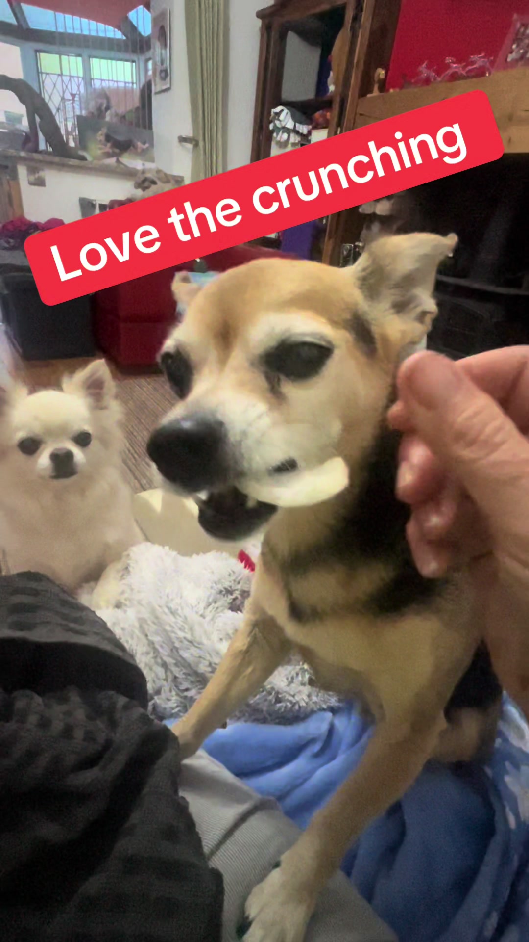 @diddydogz