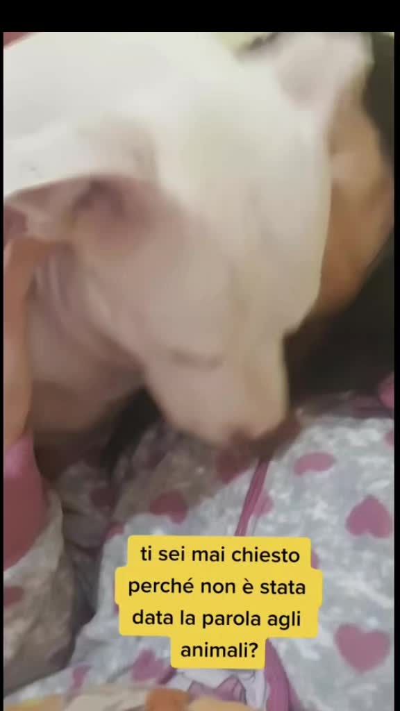 @🐶Yᑌᗰᗩ&ᑕO.🐾