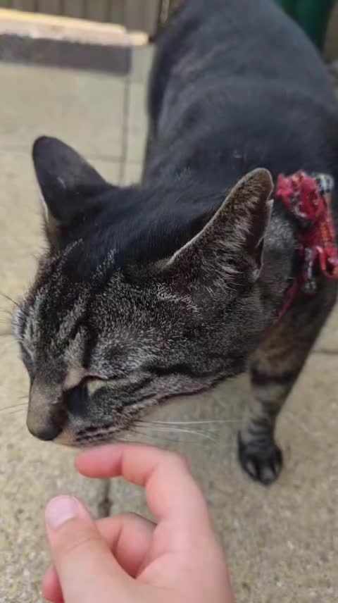 @🐾 Catboy Catman Scoop 🐾