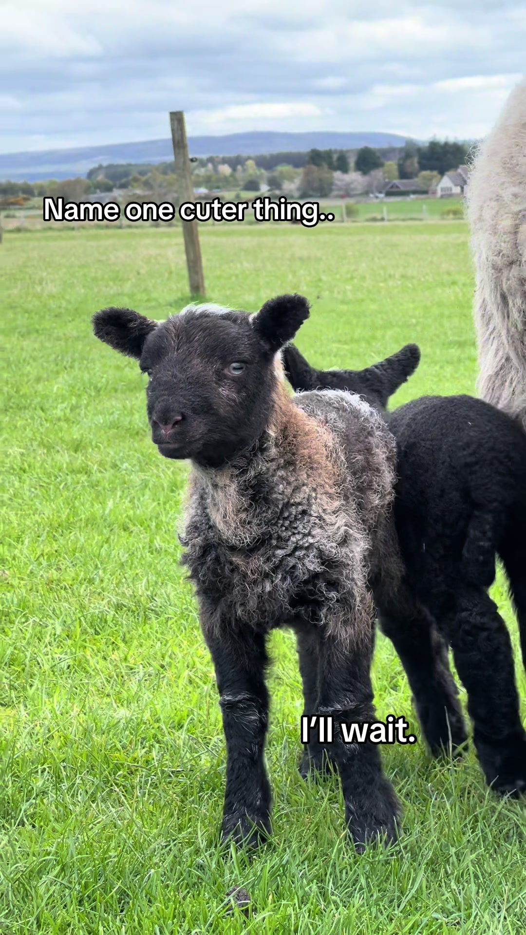 @Annie The Lamb