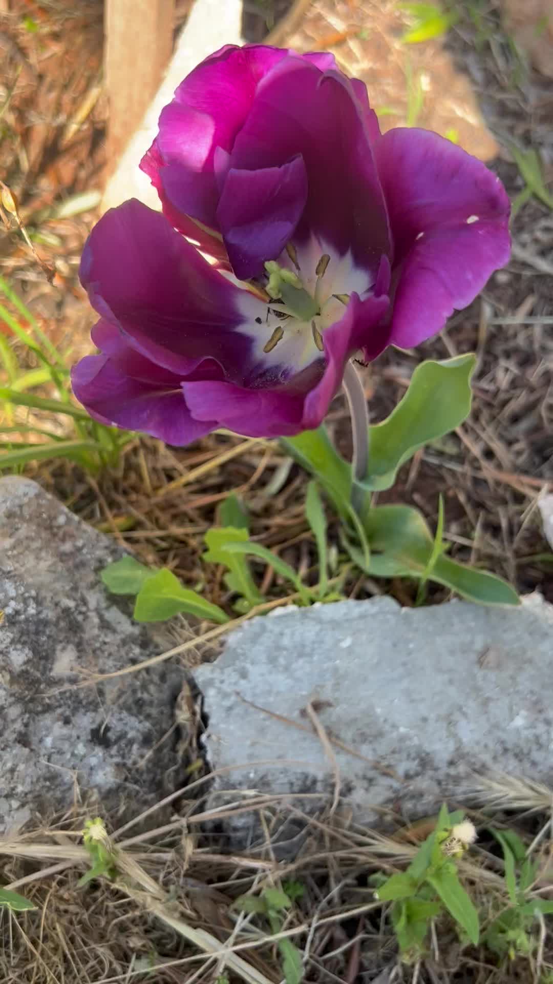 @Iolanda Scintilla