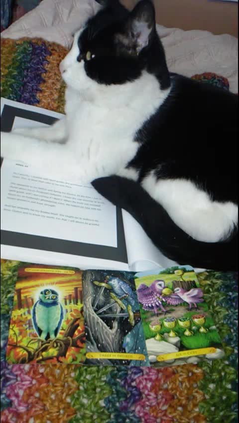 @the_owlsvisiontarot