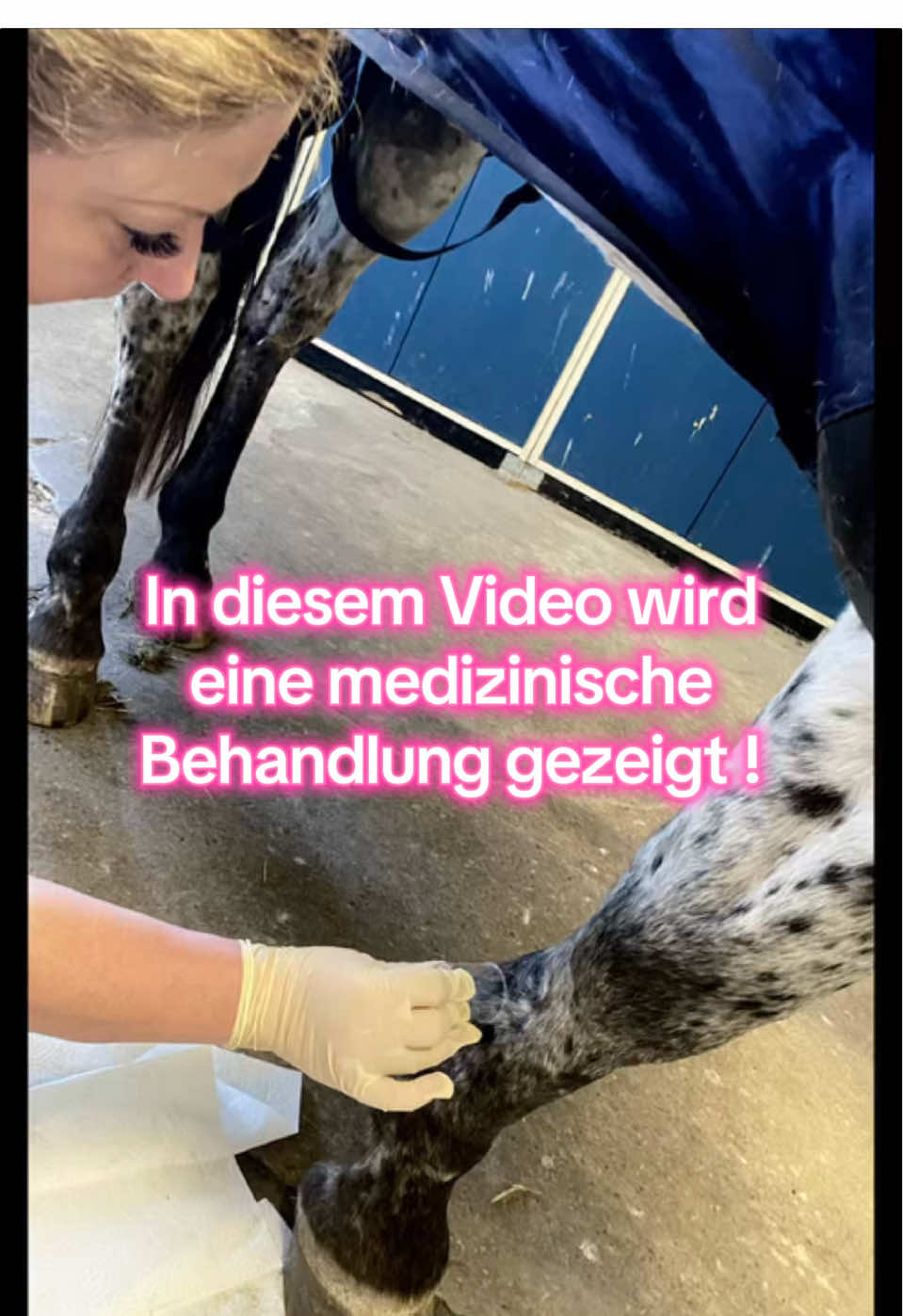 @Pferdephysiotherapie InTakt
