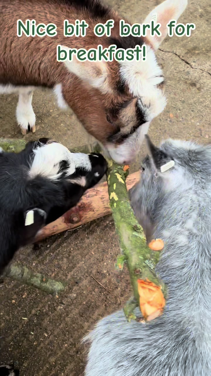 @GiddyAboutGoats