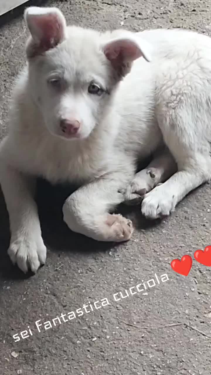 @Caterina.Zanni204