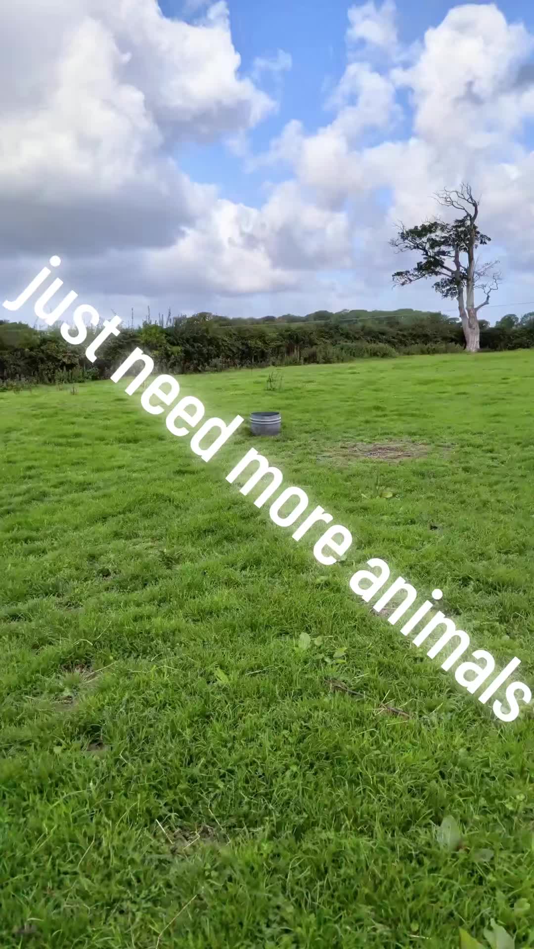 @Skye and the ponies