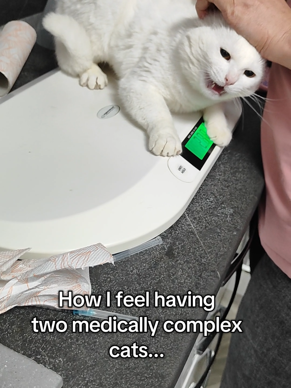 @Fluffy and Pixie
