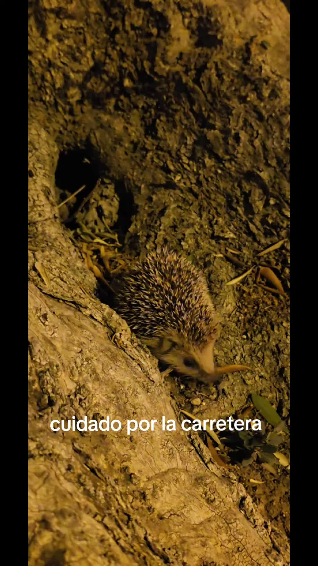 @Mauricio Andres Bravo Gonzalez