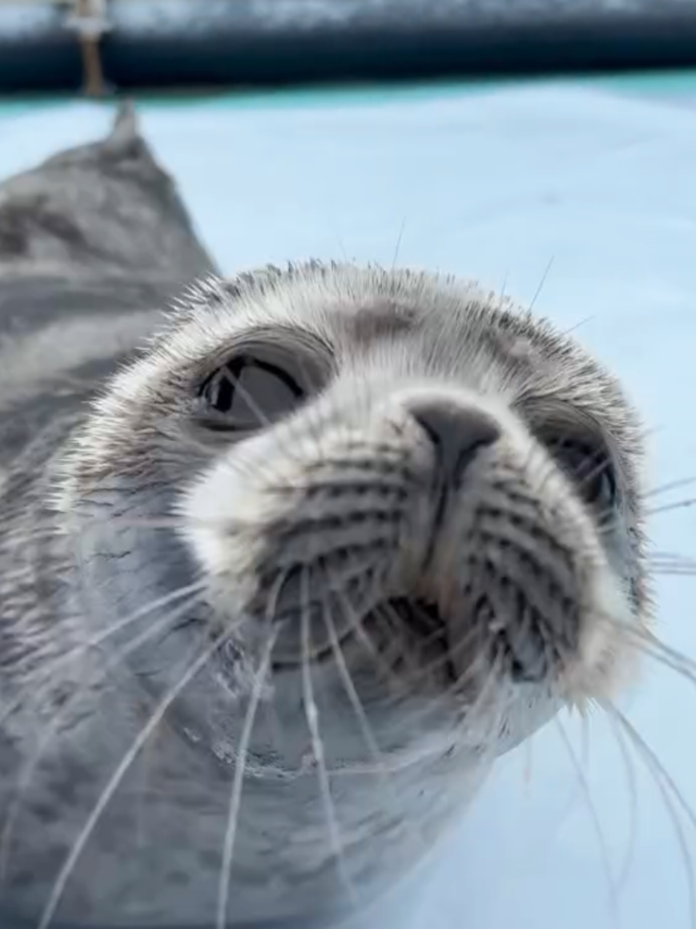 @🩷🎀 seal 🦭🩷