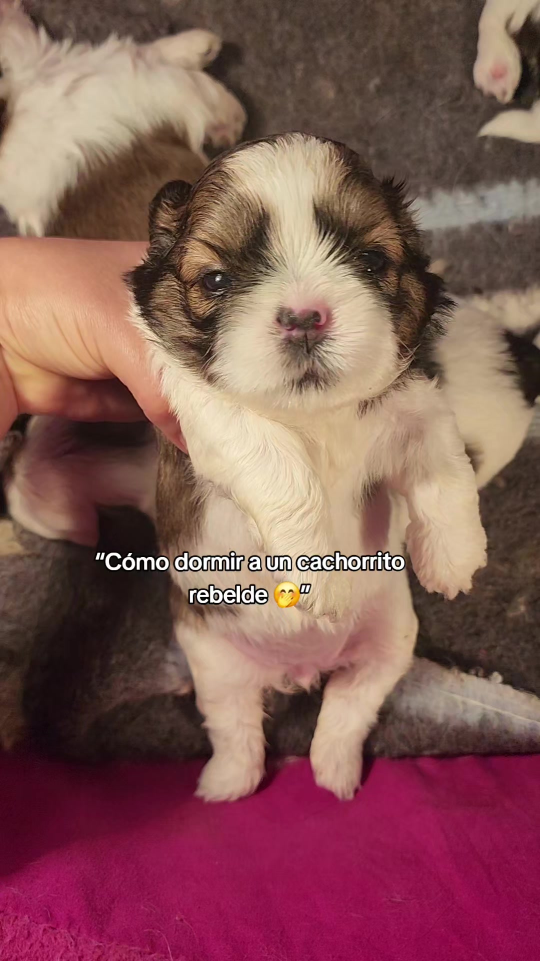 @𝙋𝙚𝙡𝙪𝙙𝙞𝙩𝙤𝙨 𝙚𝙣 𝙄𝙘𝙖