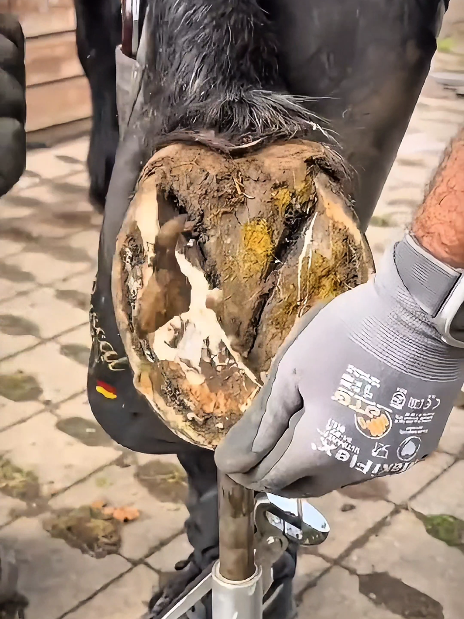 @American Farrier 🇺🇸🇺🇲