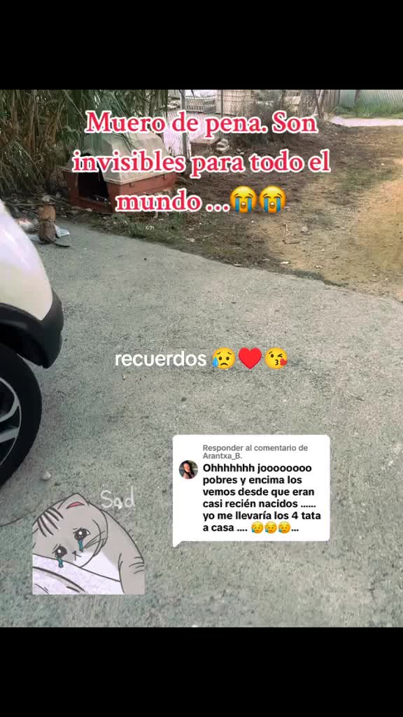 @Angie & Pintxin 😻