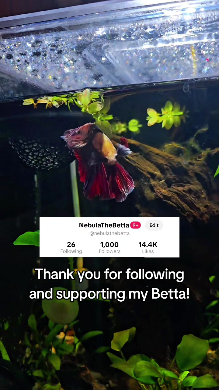 @NebulaTheBetta