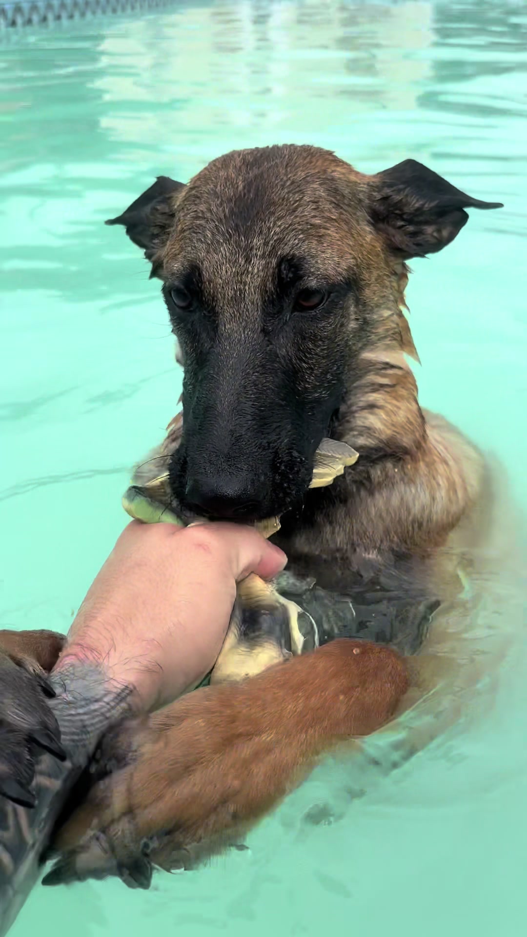 @Michigan_Malinois_1817