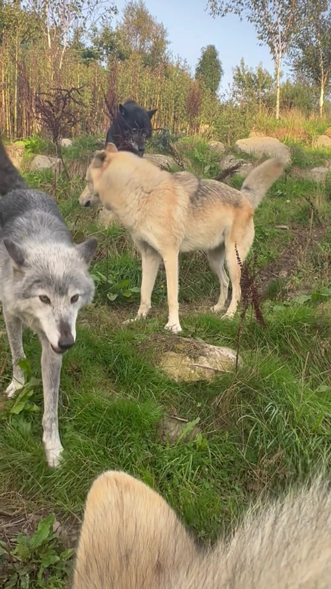 @Wolves of the Lakes