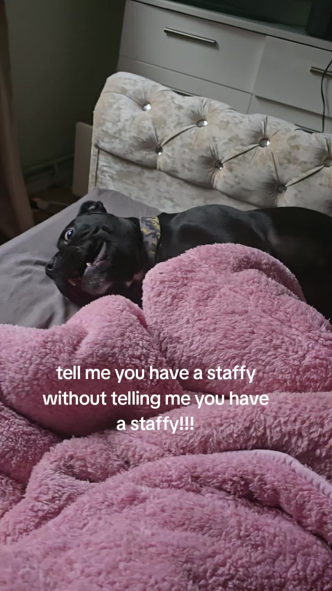 @mybullysandme🐶🇬🇧 (kelly)