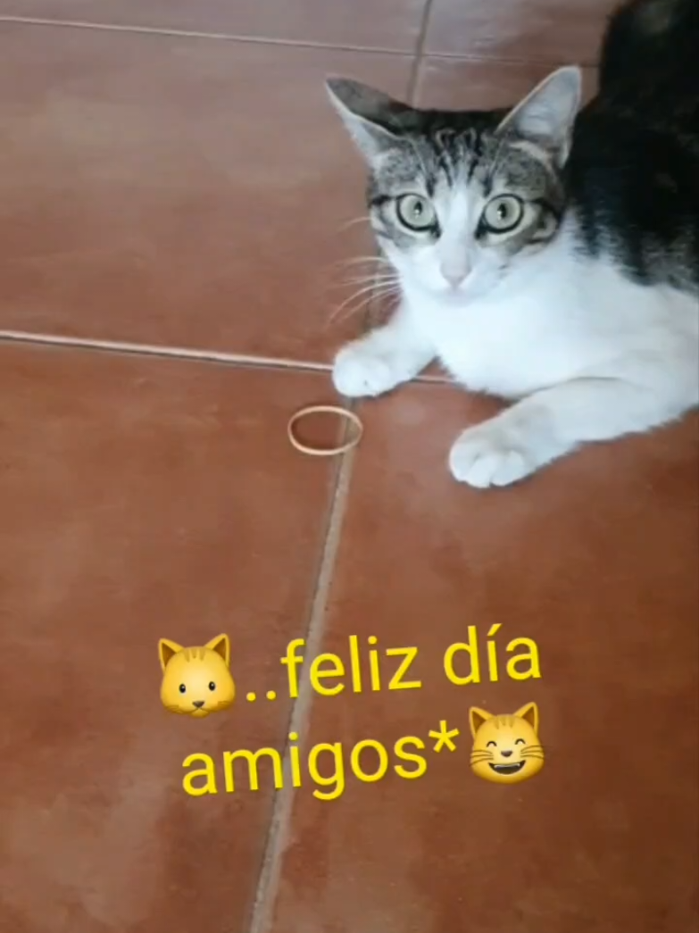 @nikii