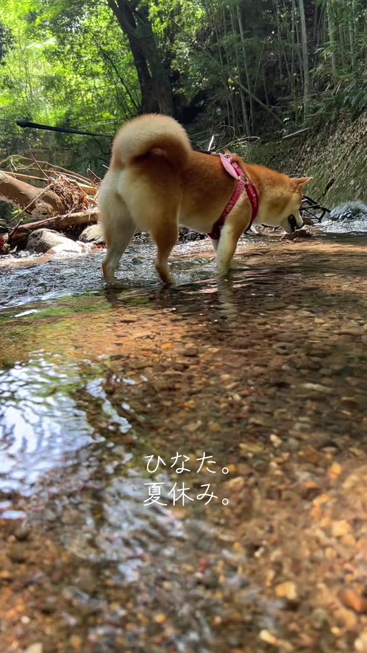 @ひでぽともぽ