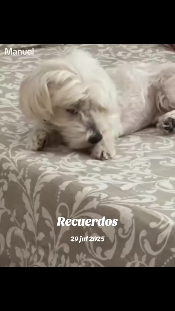 @✝️🇪🇸 MANUEL 🇪🇸✝️