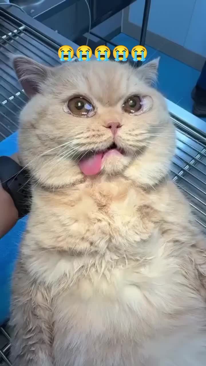 @Rescue Diaries 😻