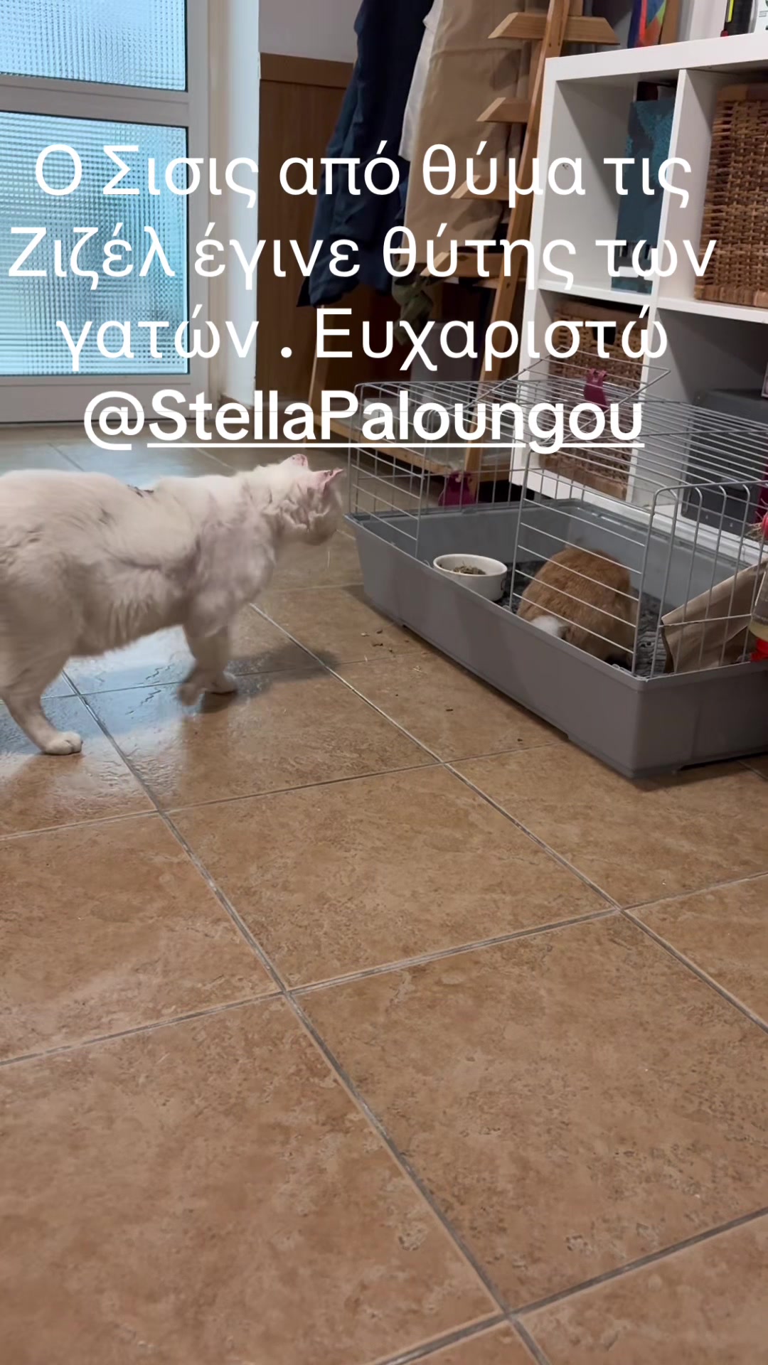 @zizel Bull terrier