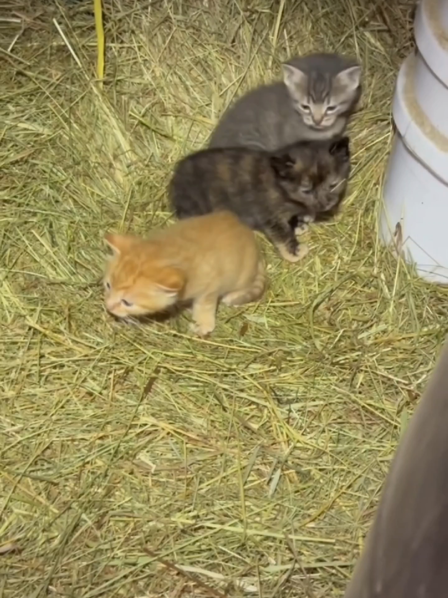 @Pets Mania
