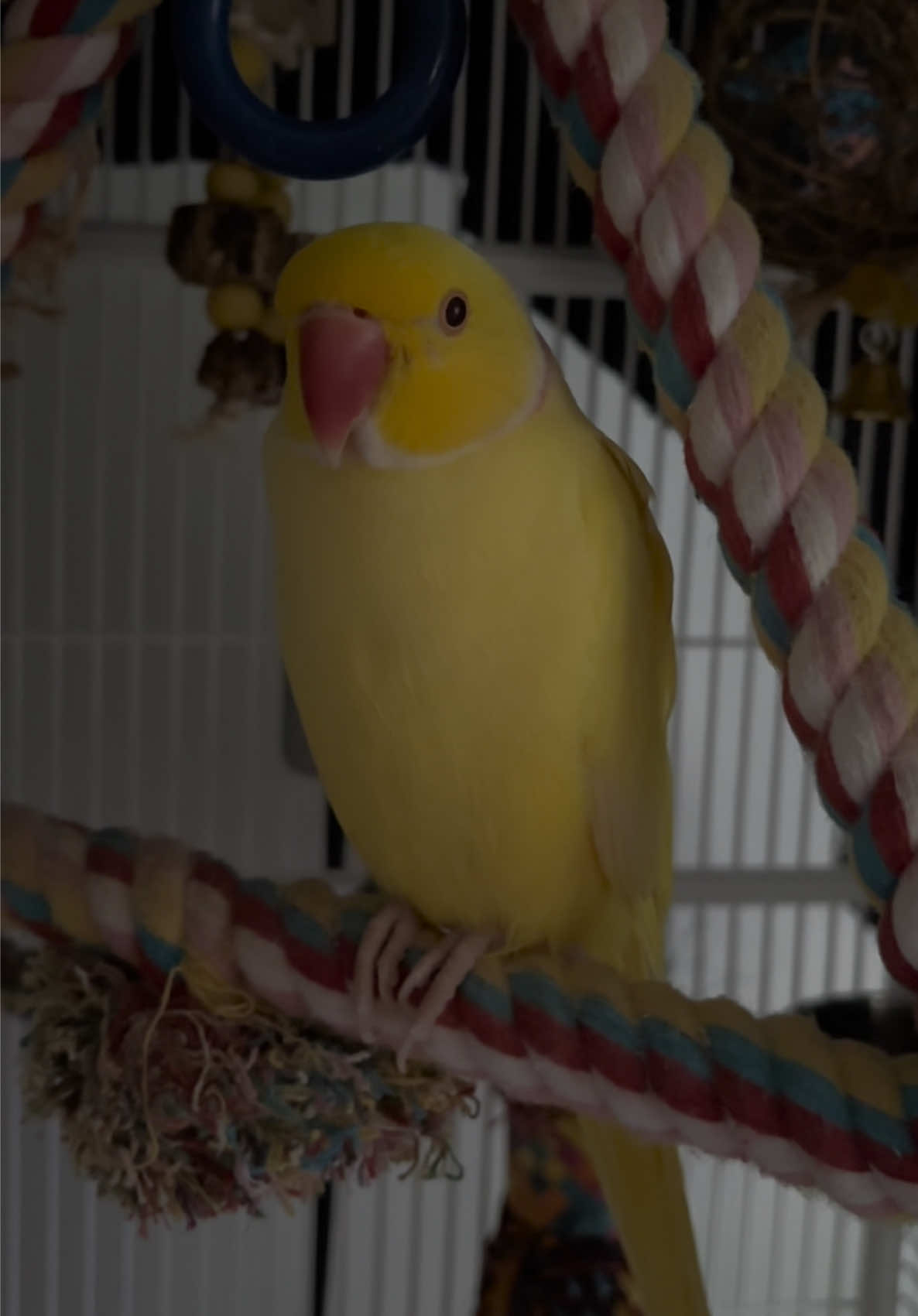@TWINKIE 🐥