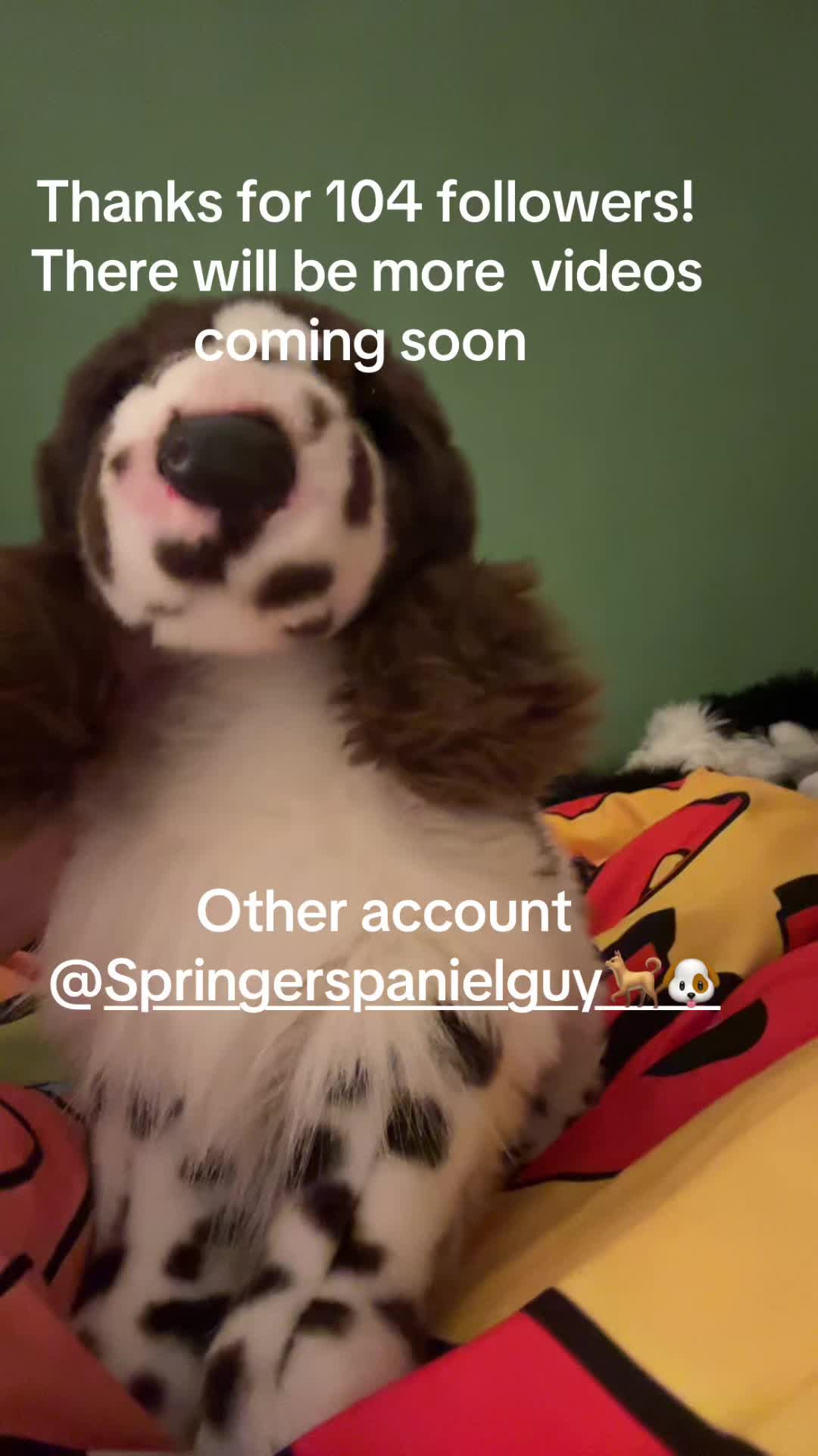 @bordercollieguy3