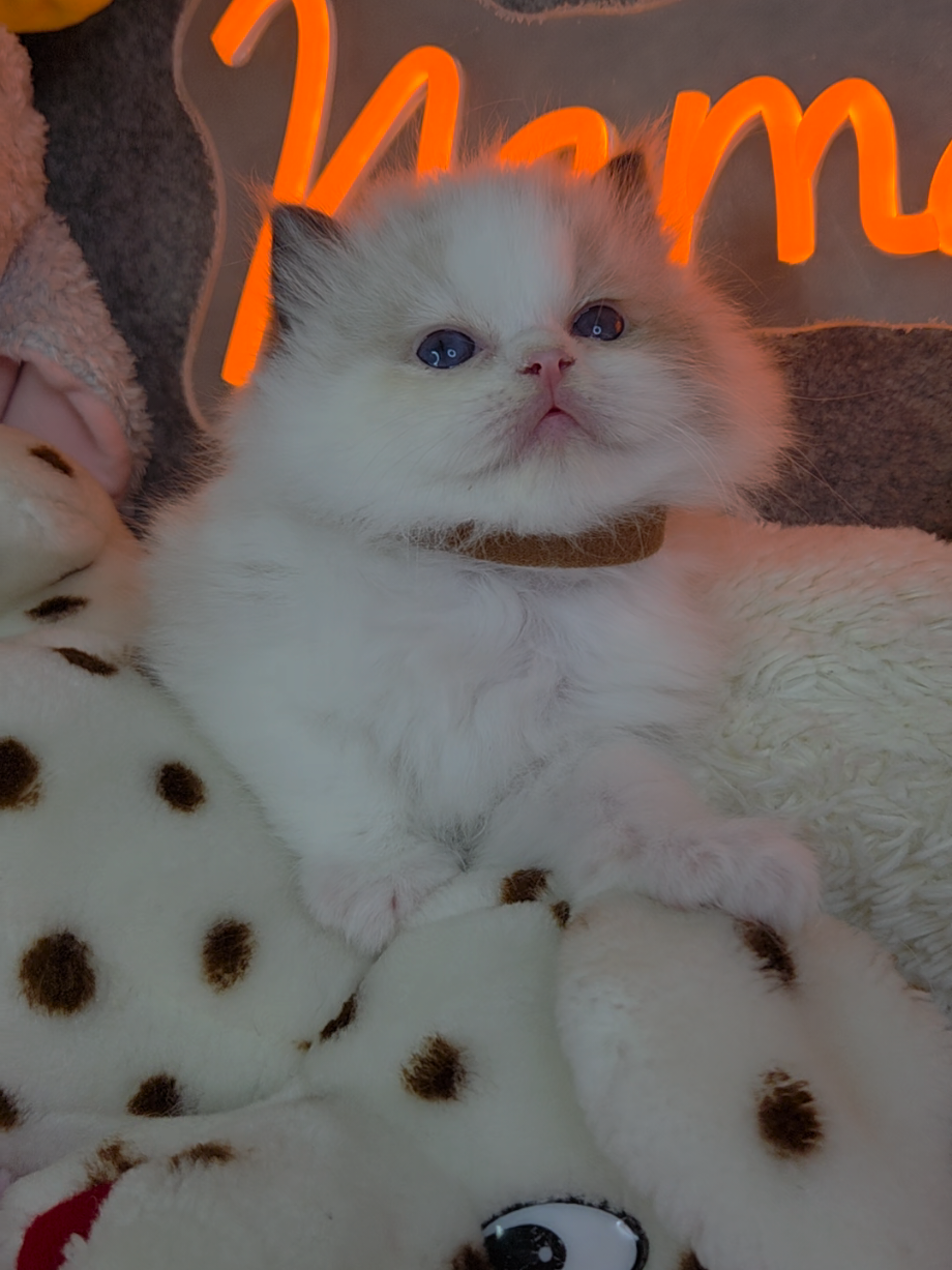 @Namastè Ragdoll Cats