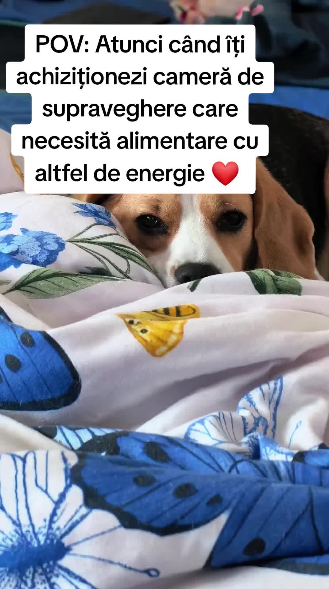 @Bogdănel 😎 & 🐶 Masha