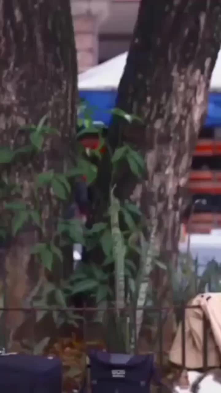 @zelita ximenes