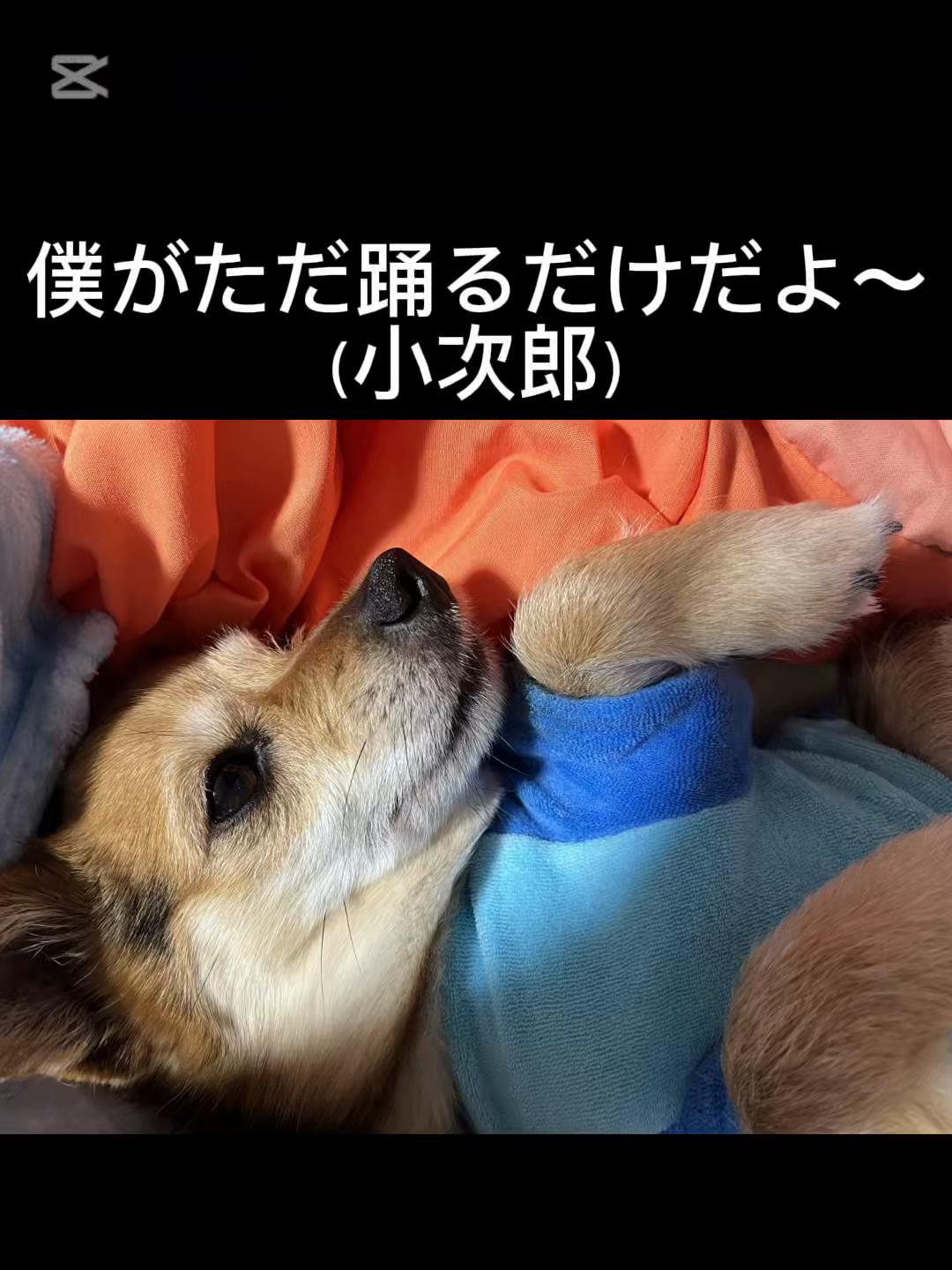 @うはさん(うはアトリエ໒꒱)