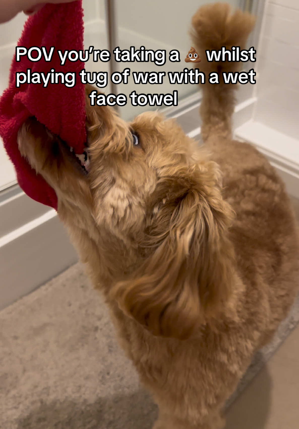 @Max the cavapoo 🐾