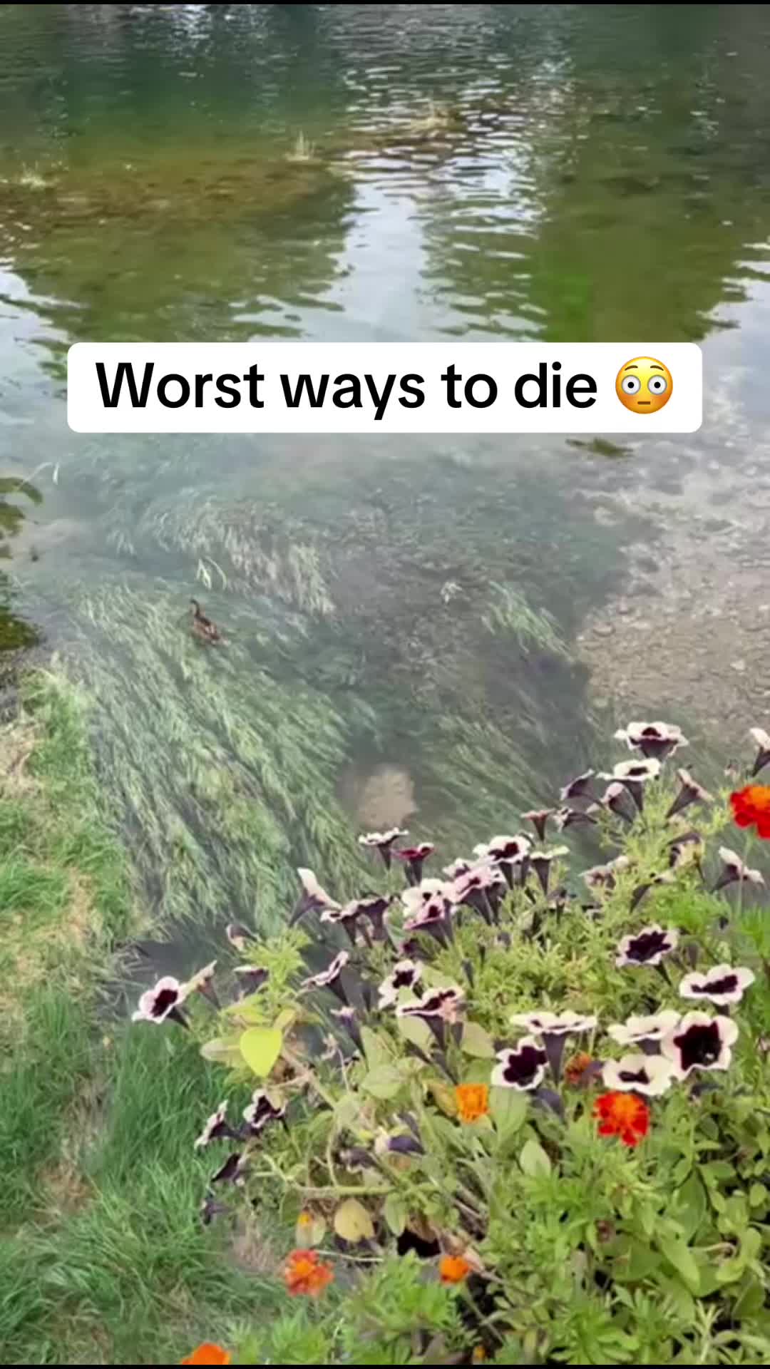 @Efacts