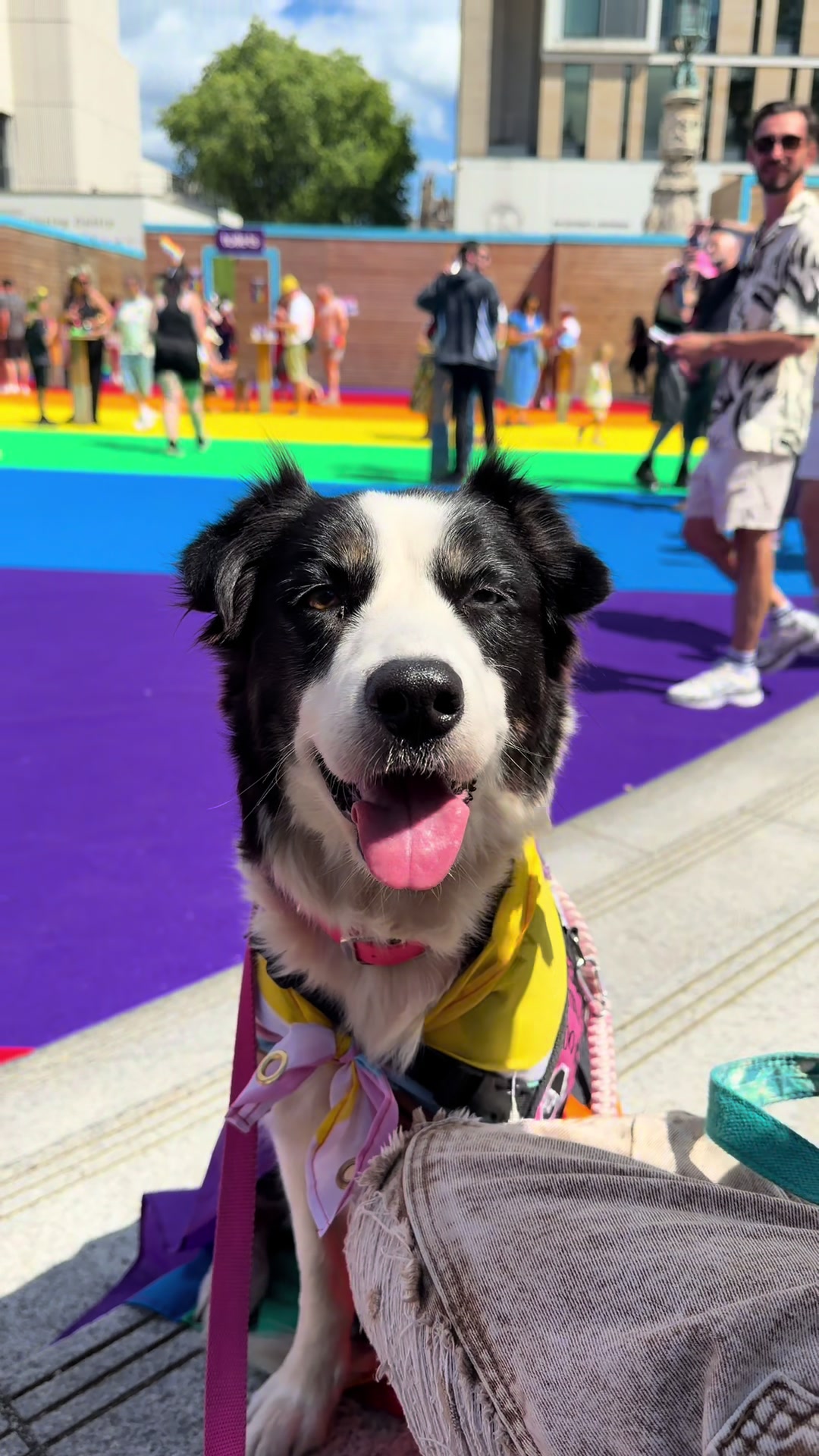 @themworkingdogs🏴󠁧󠁢󠁳󠁣󠁴󠁿