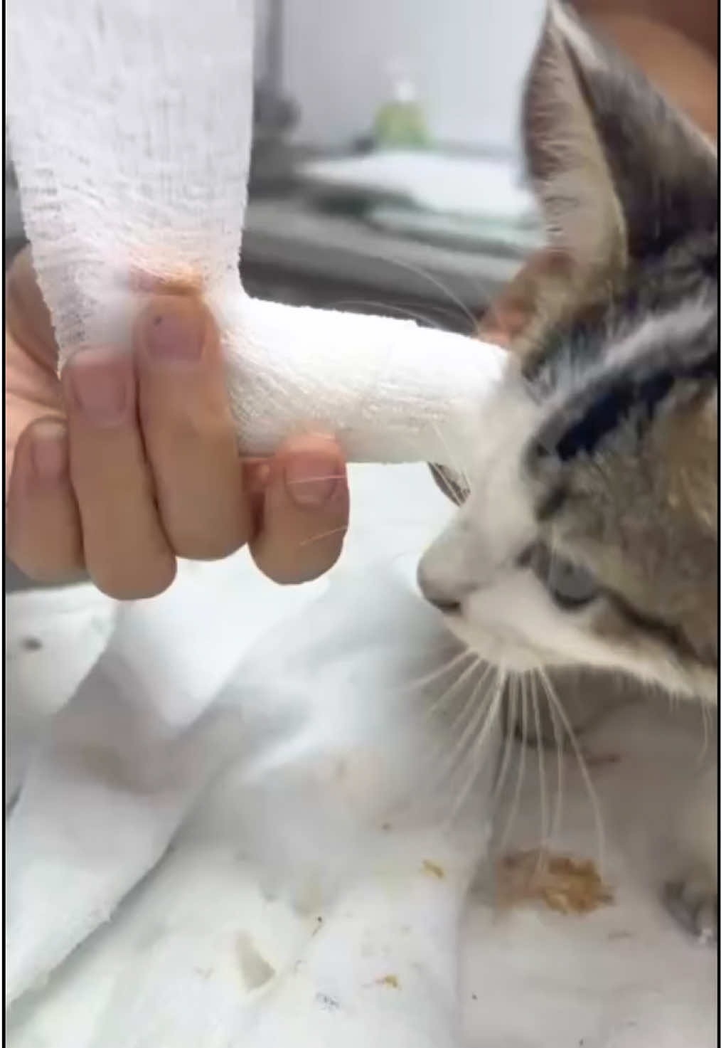 @aria_cats_rescue