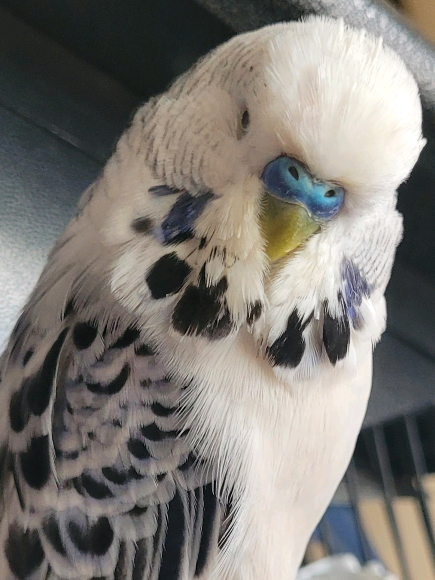 @Taha the Budgie