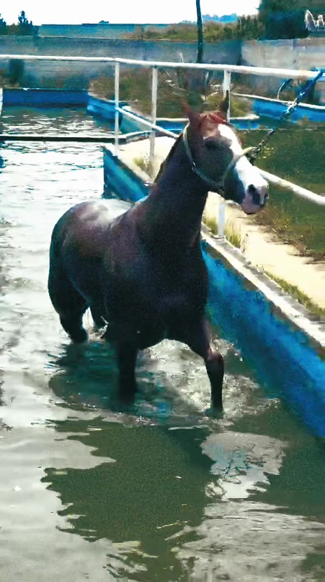 @Cuadra el Tigre